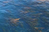 ocean2
