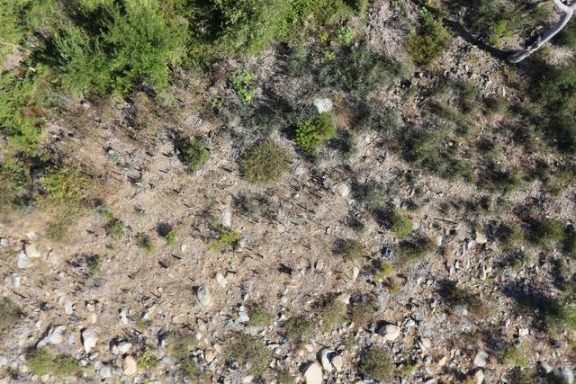 A sample of our imagery featuring orange flags and native plants