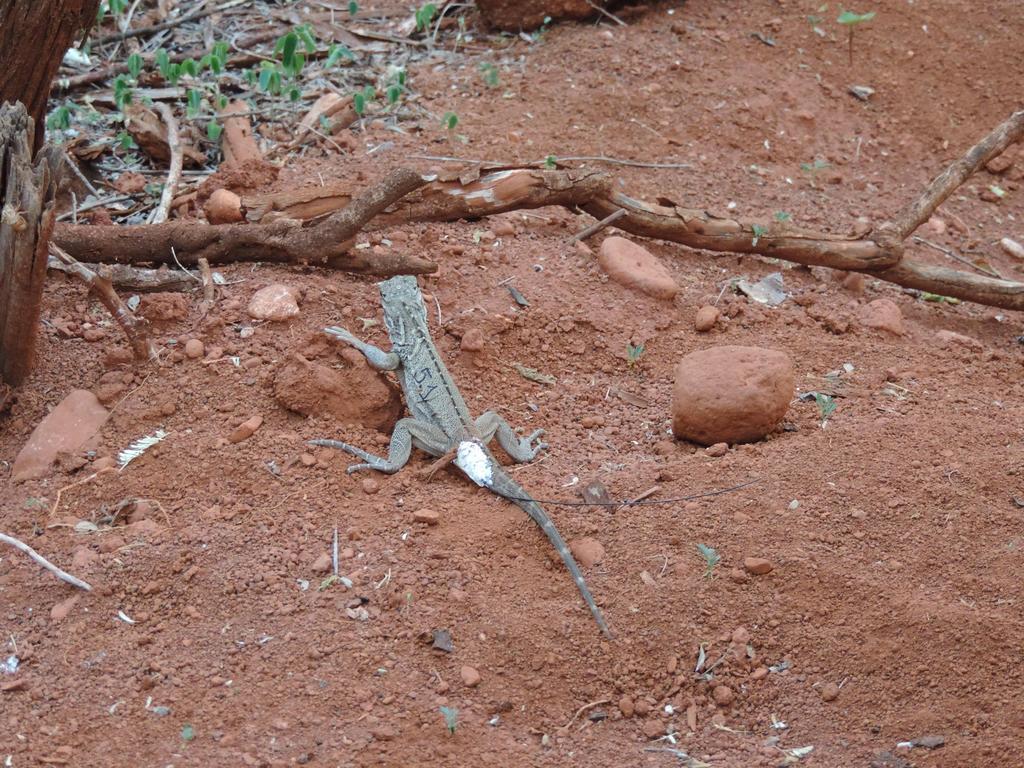 Cyclura ricordi