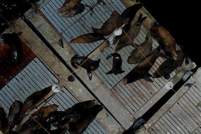 Sea lions on the bait barge