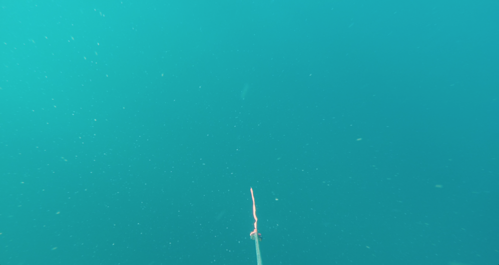 Photo: Water at the first survey site, Secchi depth >15 feet.